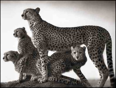 Nick Brandt's Ethereal Wild Animal Portraits Image
